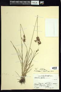 Fimbristylis dichotoma image