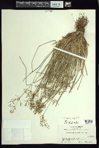 Fimbristylis miliacea image