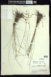 Fimbristylis pentastachya image