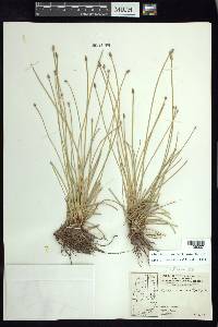 Eleocharis montana image