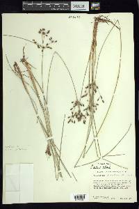 Fimbristylis dichotoma image