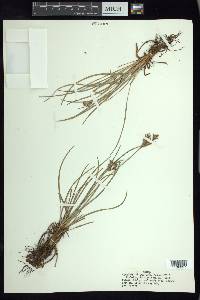 Fimbristylis dichotoma image