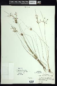 Fimbristylis dichotoma image