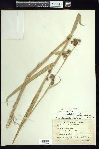 Fuirena camptotricha image