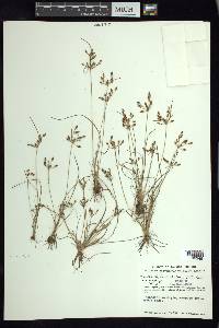 Fimbristylis dichotoma image