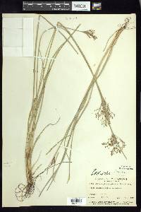 Fimbristylis complanata image