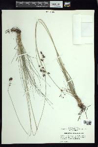 Fimbristylis argillicola image