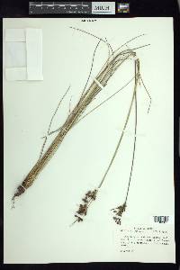 Fimbristylis castanea image