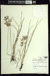 Fimbristylis dichotoma image