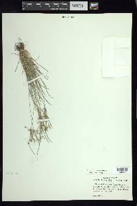 Fimbristylis dichotoma image