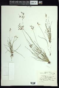 Fimbristylis annua image