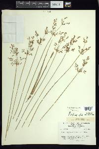 Fimbristylis miliacea image