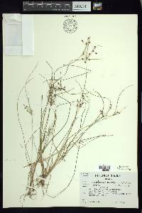 Fimbristylis dichotoma image