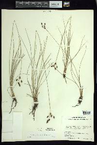 Fimbristylis argillicola image