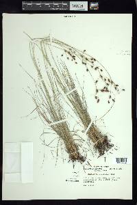 Fimbristylis argillicola image