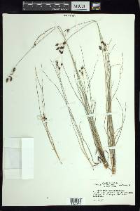 Fimbristylis argillicola image