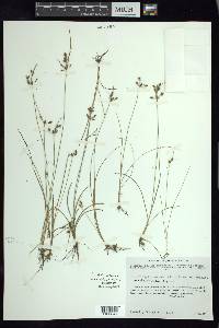 Fimbristylis dichotoma image