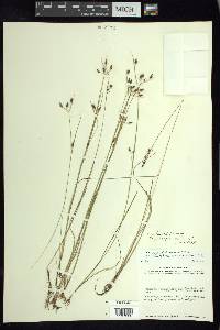 Fimbristylis annua image