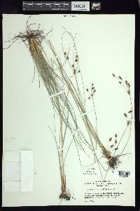 Fimbristylis argillicola image