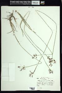 Fimbristylis complanata image