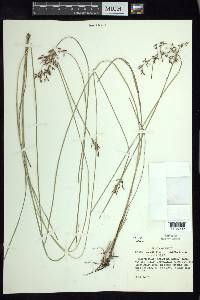 Fimbristylis complanata image