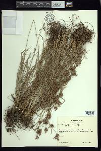 Fimbristylis dichotoma image