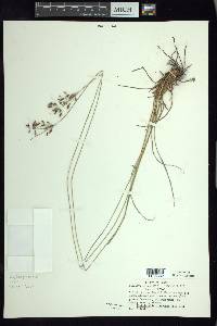 Fimbristylis dichotoma image