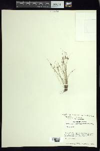 Cyperus subsquarrosus image