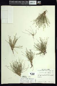 Eleocharis schaffneri image