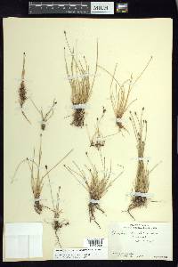 Eleocharis montevidensis image