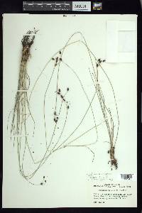 Fimbristylis argillicola image