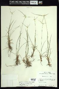 Rhynchospora nervosa image