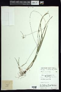 Rhynchospora radicans image