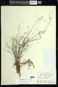 Rhynchospora radicans image