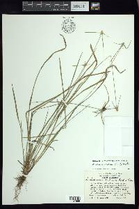 Rhynchospora radicans image