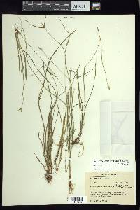 Rhynchospora radicans image