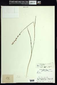 Scleria distans image