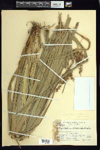 Rhynchospora schiedeana image