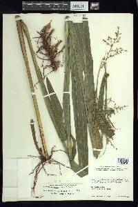 Scleria sororia image