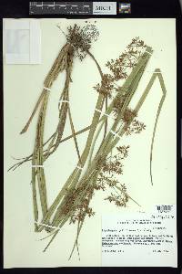Rhynchospora dives image