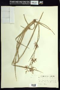 Rhynchospora schiedeana image