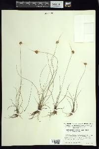 Rhynchospora barbata image