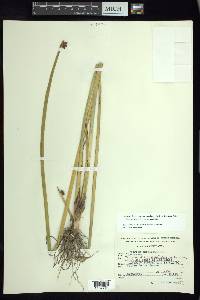 Schoenoplectus americanus image