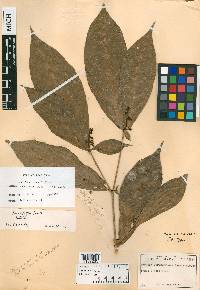 Rinorea deflexiflora image