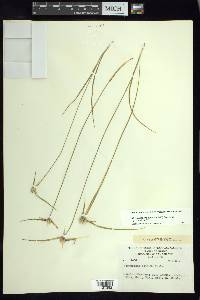Rhynchospora nervosa subsp. nervosa image