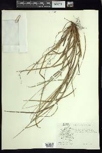 Carex hamata image