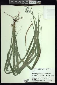 Carex hamata image