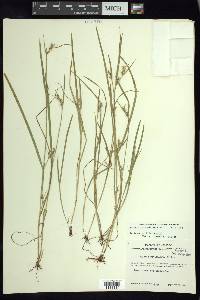 Scleria reticularis image