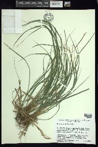 Carex hamata image