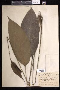 Spathiphyllum fulvovirens image